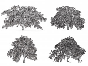 Weeping Japanese Maple Trees 3D 模型