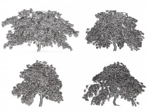Weeping Japanese Maple Trees 3D Model