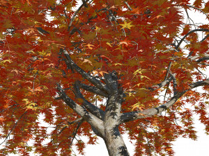 Weeping Japanese Maple Trees 3D 模型