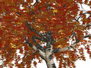 Weeping Japanese Maple Trees 3D Model
