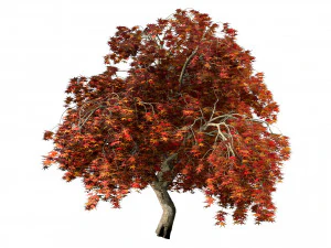 Weeping Japanese Maple Trees 3D Model