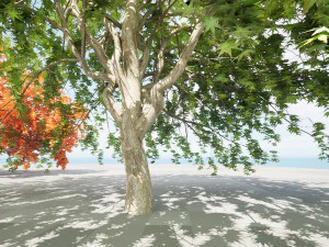 Weeping Japanese Maple Trees 3D Model