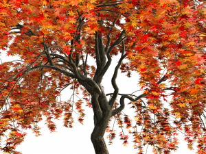 Weeping Japanese Maple Trees 3D Model