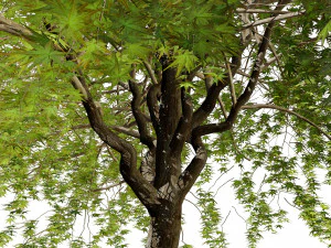 Weeping Japanese Maple Trees 3D Model