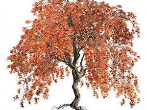 Weeping Japanese Maple Trees 3D 模型
