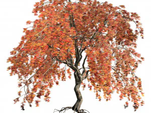 Weeping Japanese Maple Trees 3D Model
