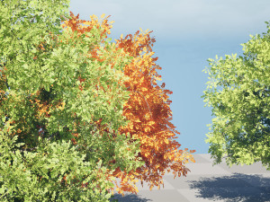 Low Poly Plane Tree Variety Pack with free 3D Model