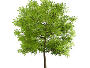 Low Poly Plane Tree Variety Pack with free 3D Model