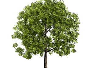 Low Poly Plane Tree Variety Pack with free 3D Model