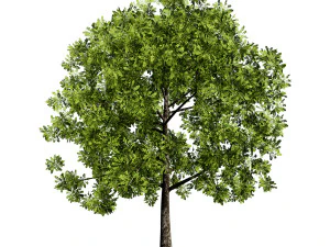 Low Poly Plane Tree Variety Pack with free 3D Model