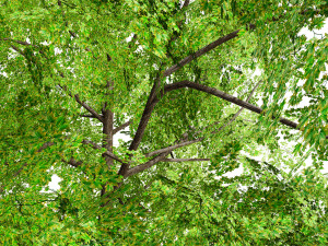 Low Poly Plane Tree Variety Pack with free 3D Model