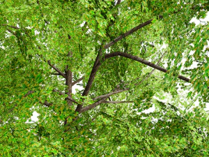 Low Poly Plane Tree Variety Pack with free 3D Model