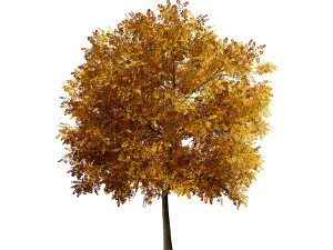 Low Poly Plane Tree Variety Pack with free 3D Model