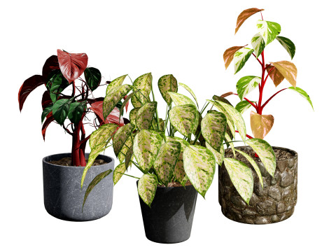Potted Plants Collection Mix Match Greenery Model 3D