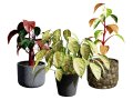 Potted Plants Collection Mix Match Greenery 3D Модель