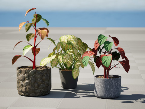 Potted Plants Collection Mix Match Greenery Modelo 3D