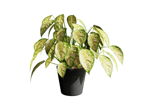 Potted Plants Collection Mix Match Greenery Modelo 3D