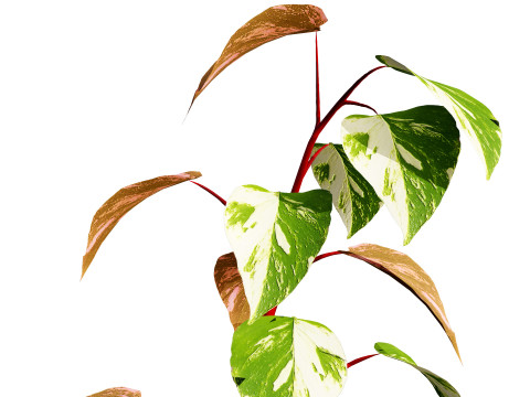 Potted Plants Collection Mix Match Greenery Modelo 3D