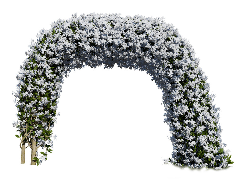 White Crepe Jasmine Arch 3D Asset 3D 模型 .c4d .max .obj .3ds .fbx .stl .blend 