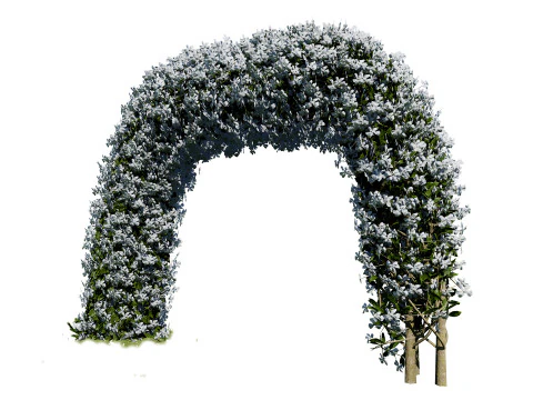 White Crepe Jasmine Arch 3D Asset 3D Model