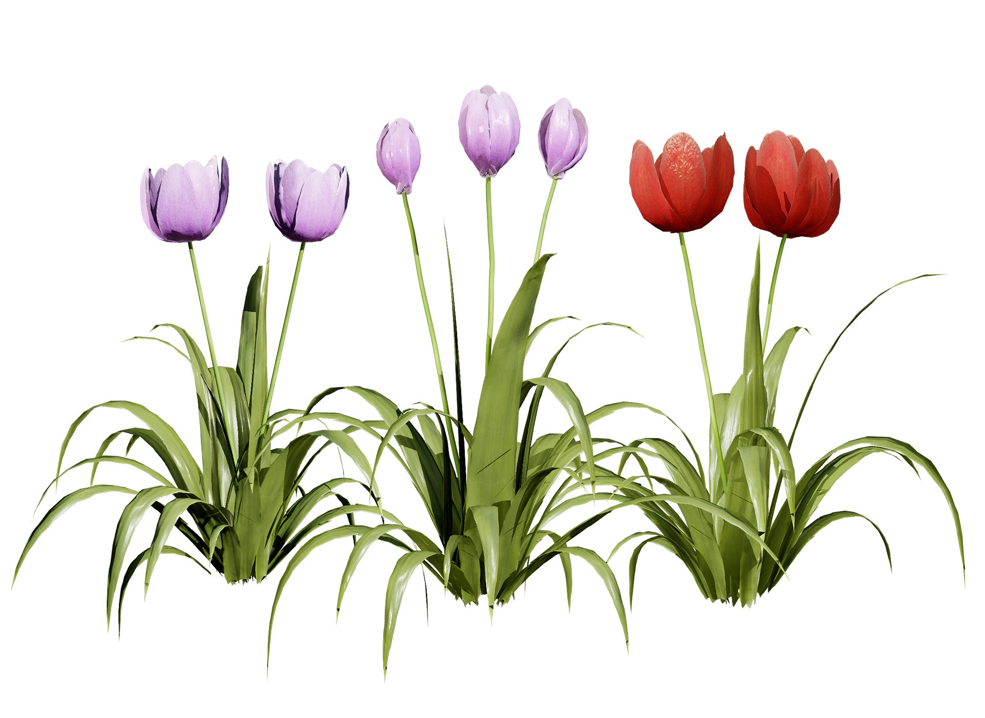 Primrose Tulip Bouquet 3D Model .c4d .max .obj .3ds .fbx .stl .blend