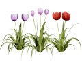Primrose Tulip Bouquet 3D 모델