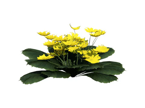 Primrose Tulip Bouquet 3D Model