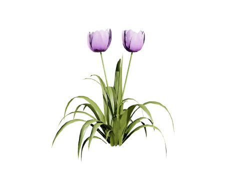 Primrose Tulip Bouquet 3D Model