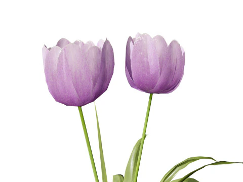 Primrose Tulip Bouquet 3D Model