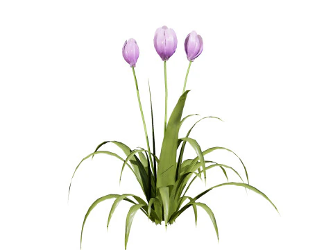 Primrose Tulip Bouquet 3D Model