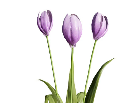 Primrose Tulip Bouquet 3D Model