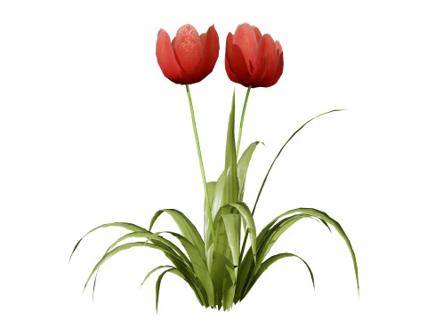 Primrose Tulip Bouquet 3D Model