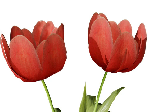 Primrose Tulip Bouquet 3D Model