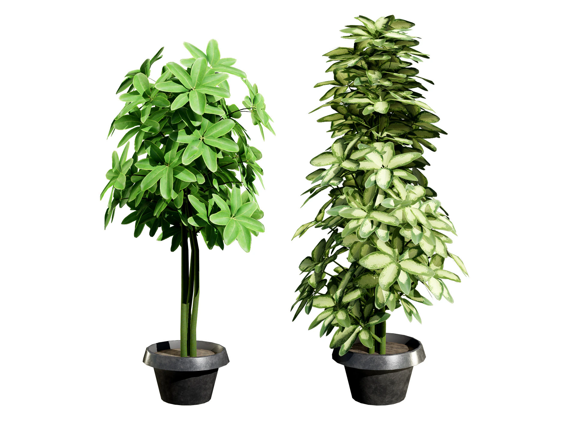 Saksılarda D&uuml;ş&uuml;k Poli Schefflera Bitkileri - 3D Varlık Oyununa Hazır 3D Model .c4d .max .obj .3ds .fbx .stl .blend 