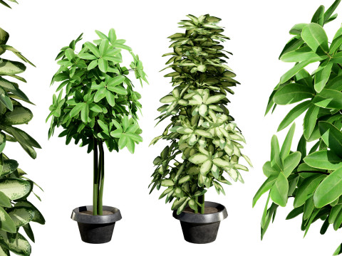 Low-Poly Schefflera Plants in Pots - 3D Asset Game Ready 3D Model