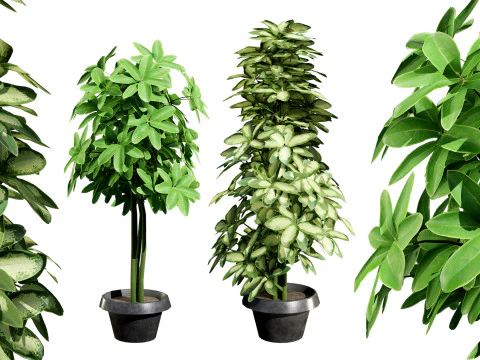 Saksılarda D&uuml;ş&uuml;k Poli Schefflera Bitkileri - 3D Varlık Oyununa Hazır 3D Model