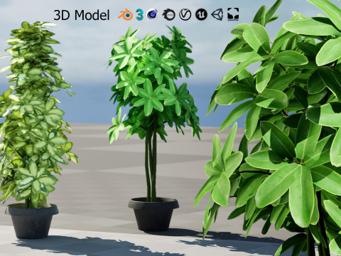 Low-Poly Schefflera Plants in Pots - 3D Asset Game Ready 3D Model