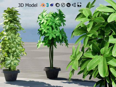 Saksılarda D&uuml;ş&uuml;k Poli Schefflera Bitkileri - 3D Varlık Oyununa Hazır 3D Model