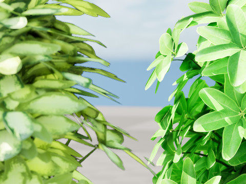 Low-Poly Schefflera Plants in Pots - 3D Asset Game Ready 3D Model