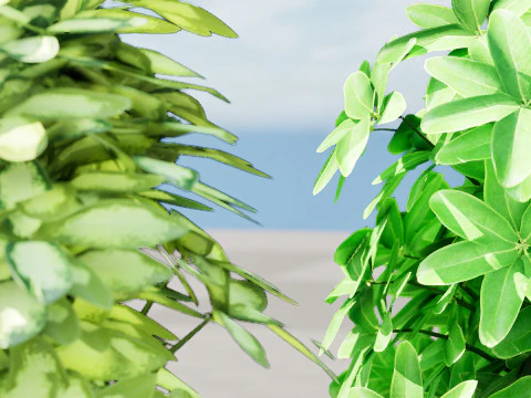 Saksılarda D&uuml;ş&uuml;k Poli Schefflera Bitkileri - 3D Varlık Oyununa Hazır 3D Model