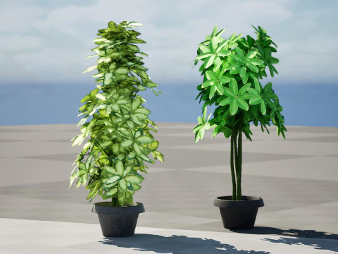 Saksılarda D&uuml;ş&uuml;k Poli Schefflera Bitkileri - 3D Varlık Oyununa Hazır 3D Model