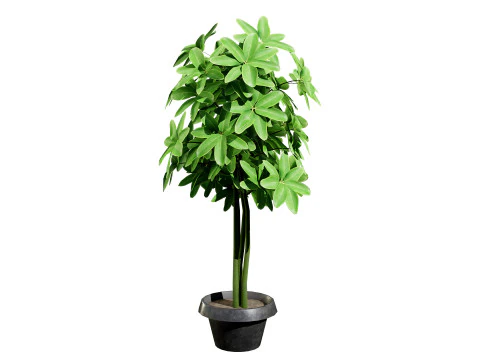 Saksılarda D&uuml;ş&uuml;k Poli Schefflera Bitkileri - 3D Varlık Oyununa Hazır 3D Model