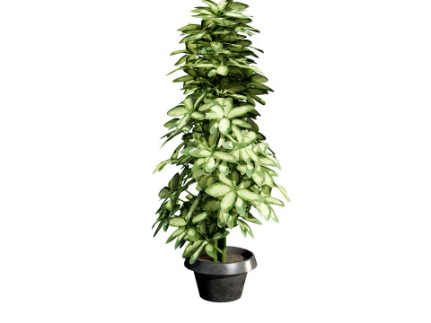 Saksılarda D&uuml;ş&uuml;k Poli Schefflera Bitkileri - 3D Varlık Oyununa Hazır 3D Model