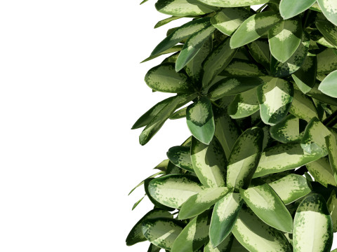 Low-Poly Schefflera Plants in Pots - 3D Asset Game Ready 3D Model