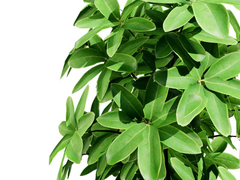 Saksılarda D&uuml;ş&uuml;k Poli Schefflera Bitkileri - 3D Varlık Oyununa Hazır 3D Model