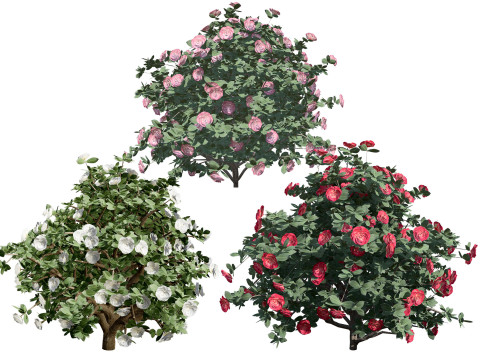 3D Camellia Flower Bush - Realistic Elegance for Your Designs 3D Модель