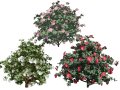3D Camellia Flower Bush - Realistic Elegance for Your Designs Model 3D