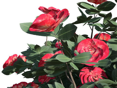 3D Camellia Flower Bush - Realistic Elegance for Your Designs 3D Модель