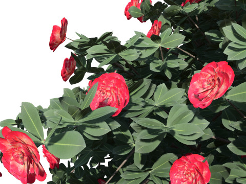 3D Camellia Flower Bush - Realistic Elegance for Your Designs 3D Модель