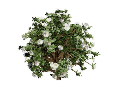 3D Camellia Flower Bush - Realistic Elegance for Your Designs 3D Модель